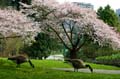 Spring Time, Stanley Park