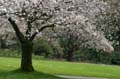 Spring Time, Stanley Park