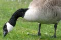 Canada Birds, Vancouver Park