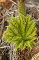 Plants, Canada Stock Photos