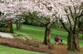 Spring Blossoms, Stanley Park