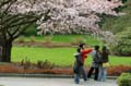 Spring Blossoms, Stanley Park