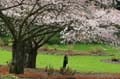 Spring Blossoms, Stanley Park