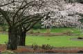 Spring Blossoms, Stanley Park