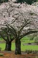 Spring Blossoms, Stanley Park