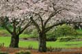 Spring Blossoms, Stanley Park