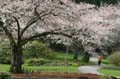 Spring Blossoms, Stanley Park