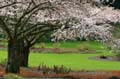 Spring Blossoms, Stanley Park