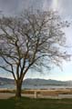 Winter Trees, Canada Stock Photographs