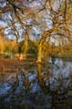 Winter Trees, Canada Stock Photographs