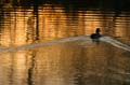 Reflections, Canada Stock Photos