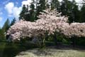 Burnaby Central Park, Canada Stock Photos