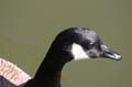 Canada Birds, Canada Stock Photos