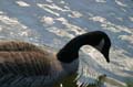 Canada Birds, Stanley Park