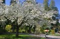 Spring Time, Stanley Park