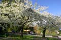 Spring Time, Stanley Park