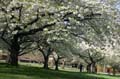 Spring Time, Stanley Park