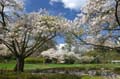 Spring Time, Stanley Park