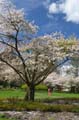 Spring Time, Stanley Park