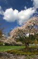 Blossoms, Stanley Park