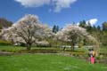 Blossoms, Stanley Park