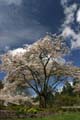 Blossoms, Stanley Park