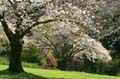 Blossoms, Stanley Park