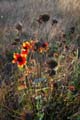 Fall Flowers, Vancouver Nature