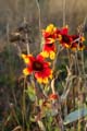 Fall Flowers, Vancouver Nature