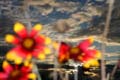 Fall Flowers, Vancouver Nature