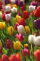 Tulips, Canada Stock Photographs