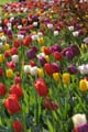 Tulips, Canada Stock Photographs