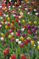 Tulips, Canada Stock Photographs