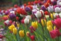 Tulips, Canada Stock Photographs