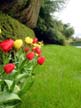 Tulips, Canada Stock Photos