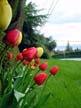 Tulips, Canada Stock Photos