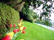 Tulips, Canada Stock Photos