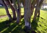 Trees, Canada Stock Photos