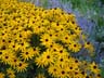 Daisy, Vancouver Gardens