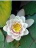 Water Lily, Vancouver Gardens