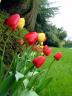 Tulips, Vancouver Gardens