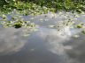 Dr. Sun Yat-Sen Classical Chinese Garden, Vancouver Gardens