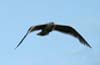 Flying Seagull(s), Vancouver Wildlife