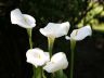 Stanley Park Flowers, Canada Stock Photographs