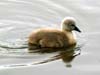 Lost Lagoon Miniswan, Canada Stock Photographs