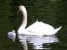 Swans, Canada Stock Photographs