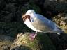 Images Of Stanley Park, Stanley Park Birds