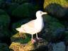 Seagull, Canada Stock Photos