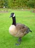 Canada Birds, Stanley Park