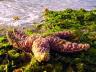 Starfish On The Beach, Canada Stock Photographs